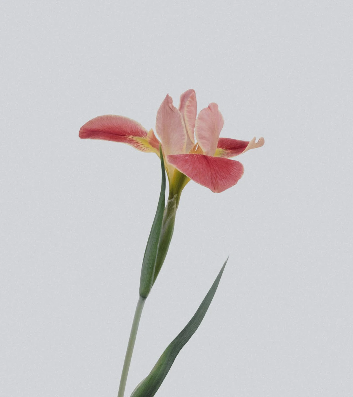 Pink iris flower